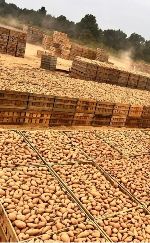 A packing yard stacked with wooden field bins full of freshly dug sweet potatoes