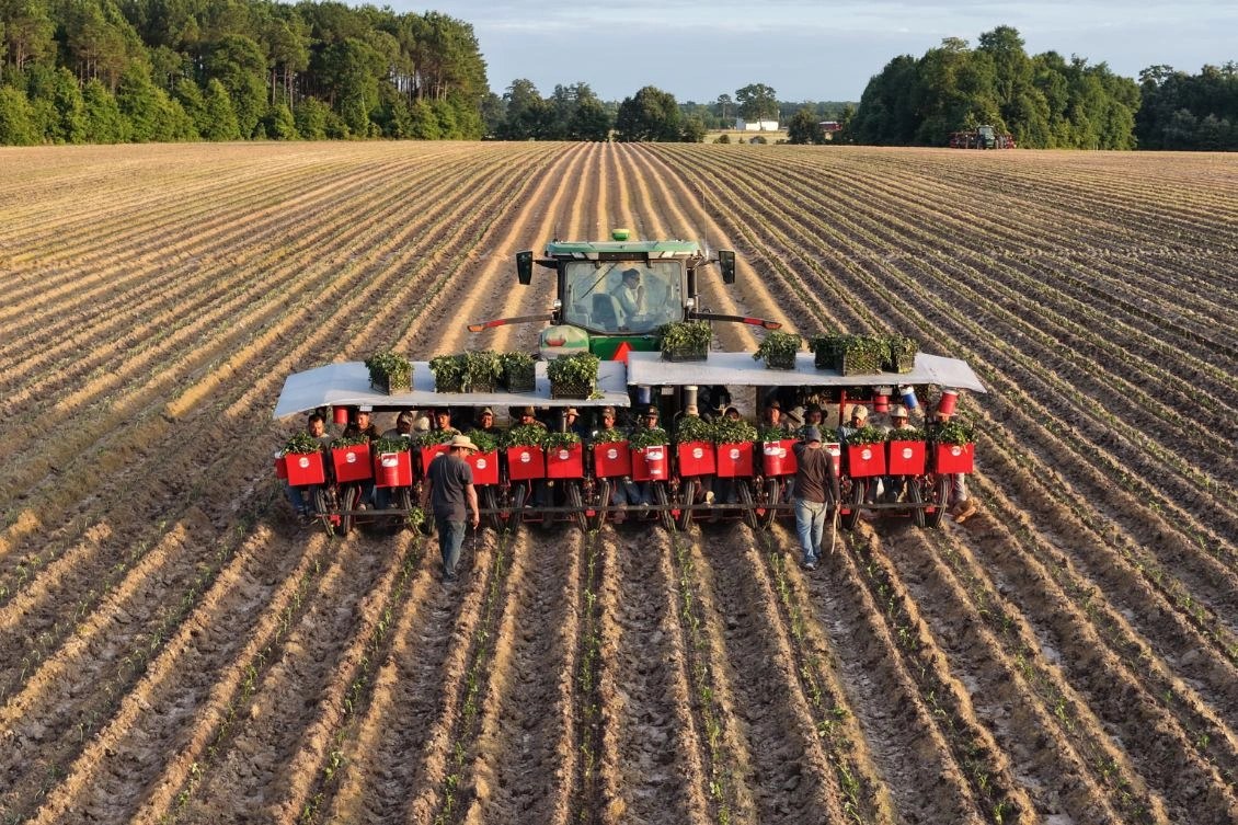 Sweet Life crew setting sweet potato slips across a freshly bedded field at golden hour