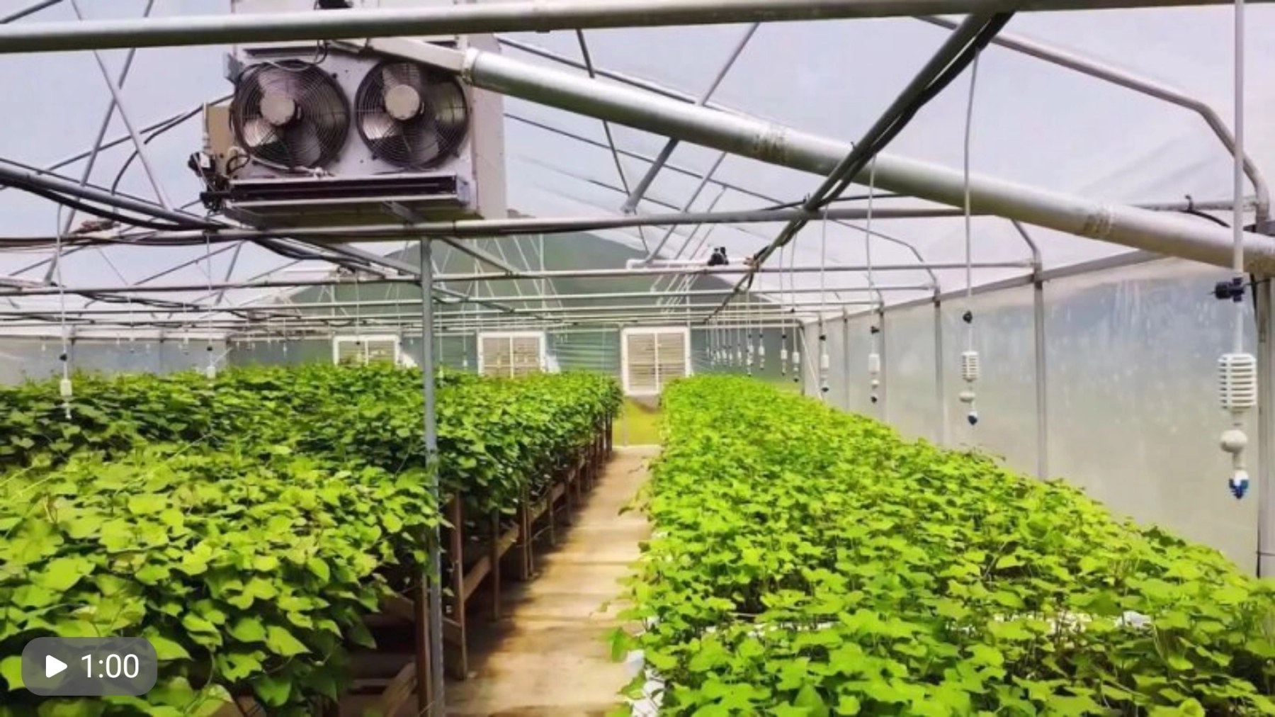 Greenhouse benches full of sweet potato slips being grown for planting