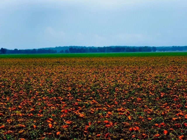 A whole field of dug sweet potatoes waiting to be picked up on a grey, misty morning