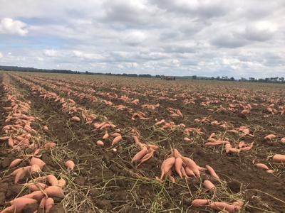 Sweet potatoes turned up and lying in long rows across a freshly dug field